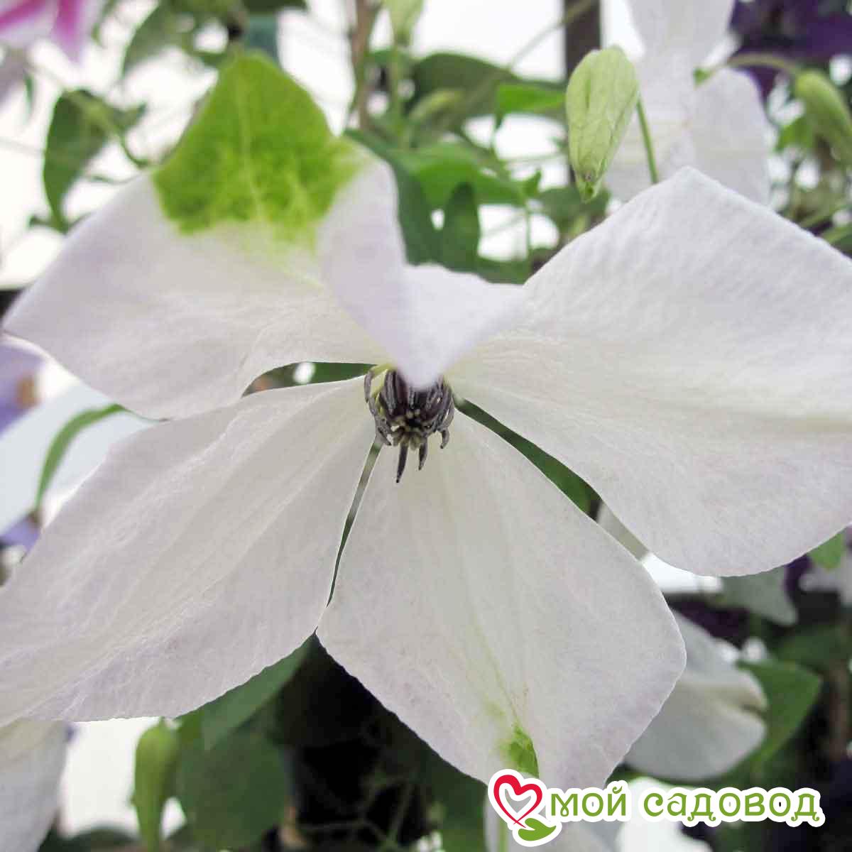 Клематис Алба Люксурианс ЗКС