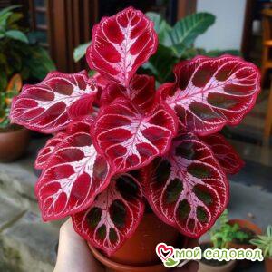 Хоста Джейд Скай